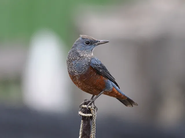 Species Image