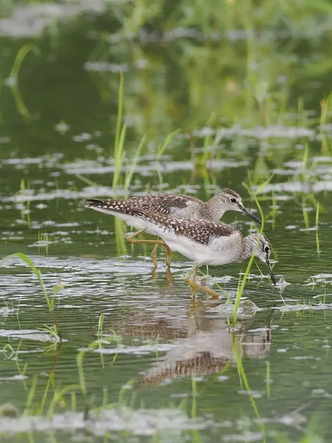 Species Image
