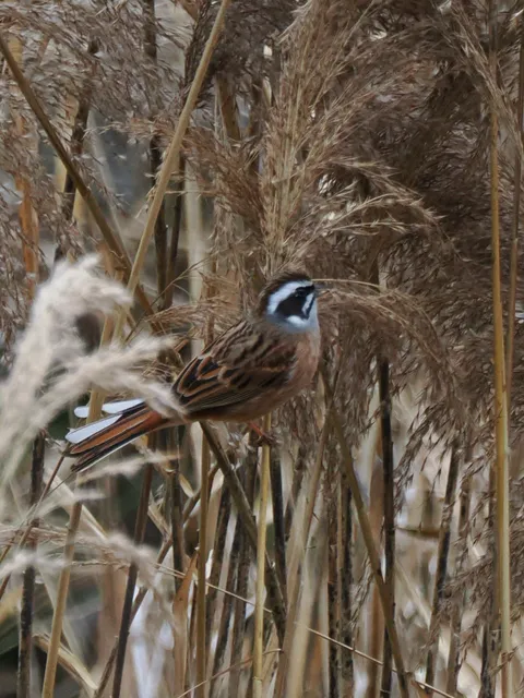 Species Image