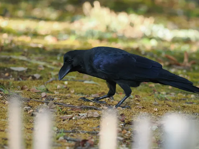Species Image