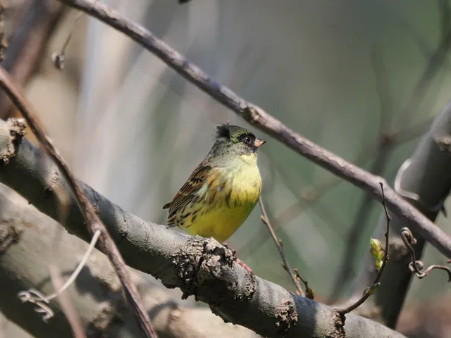 Species Image