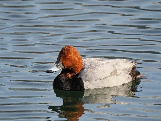 Species Image