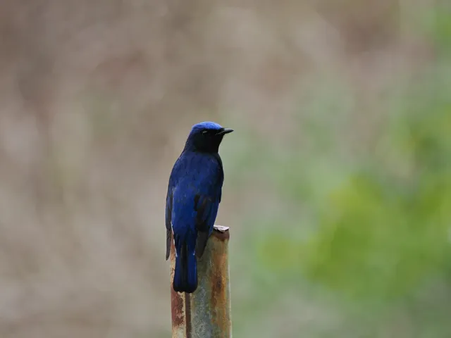 Species Image