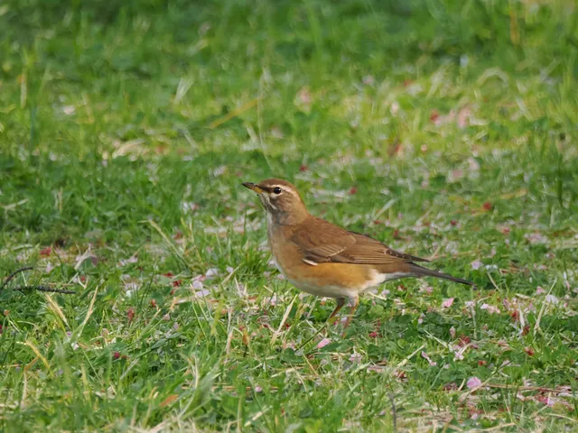 Species Image