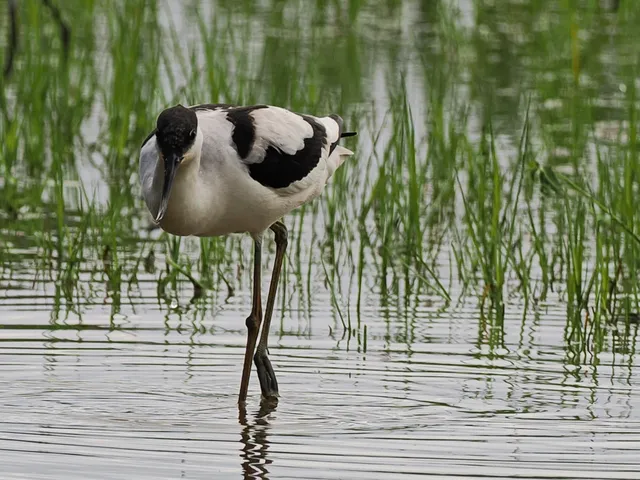 Species Image