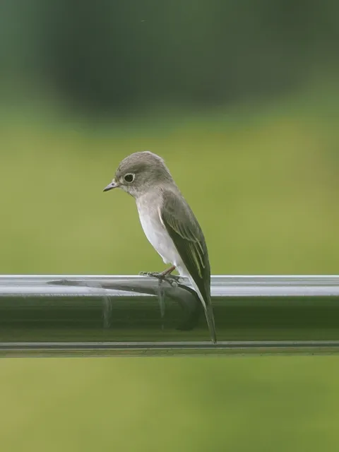 Species Image