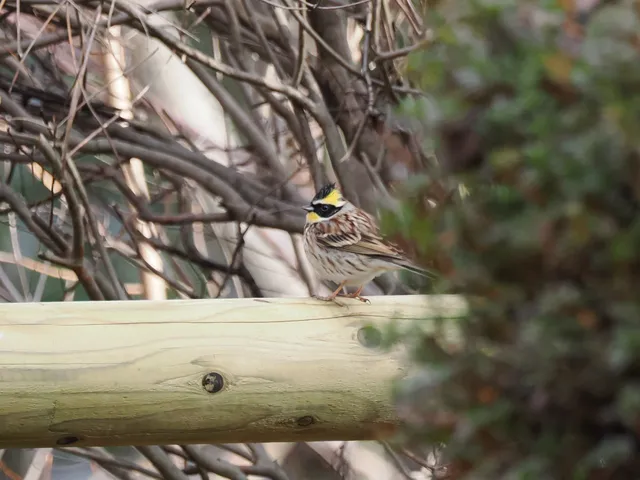 Species Image