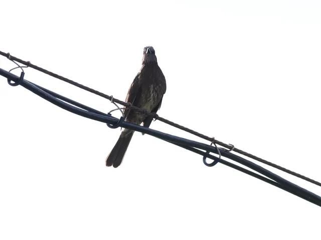 Species Image