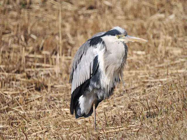 Species Image