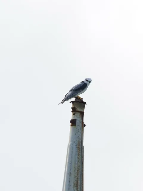 野鳥の写真