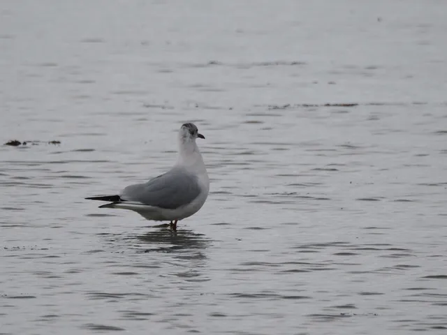 Species Image
