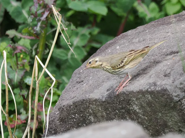 Species Image