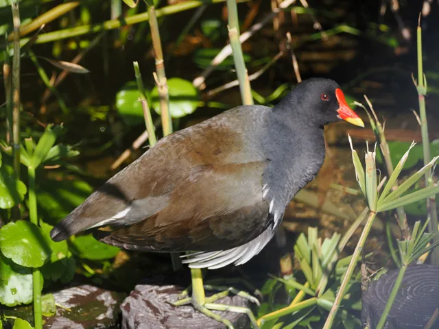 Species Image