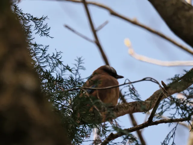 Species Image