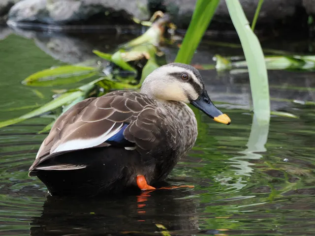 Species Image