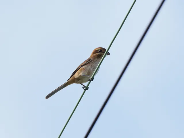 Species Image