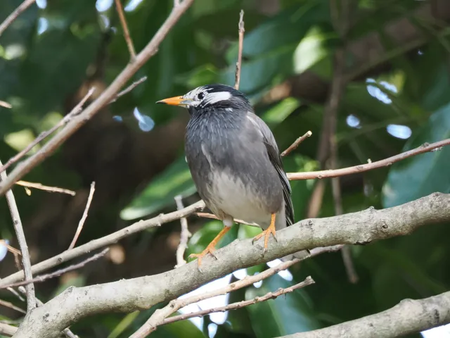 Species Image