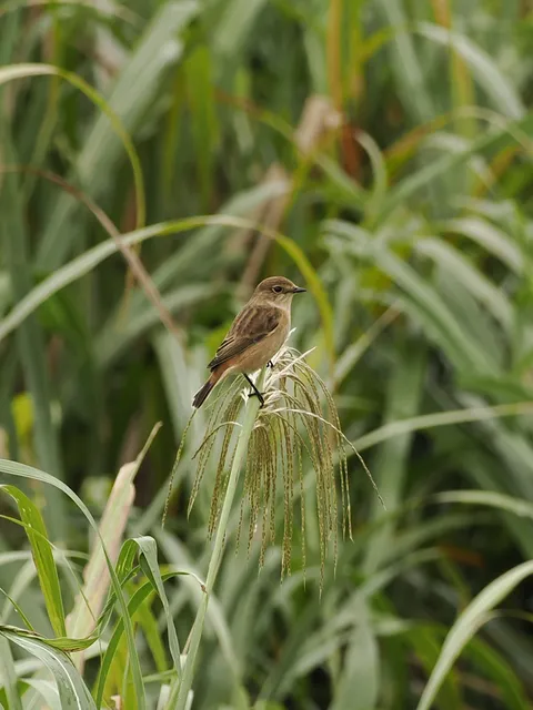 Species Image