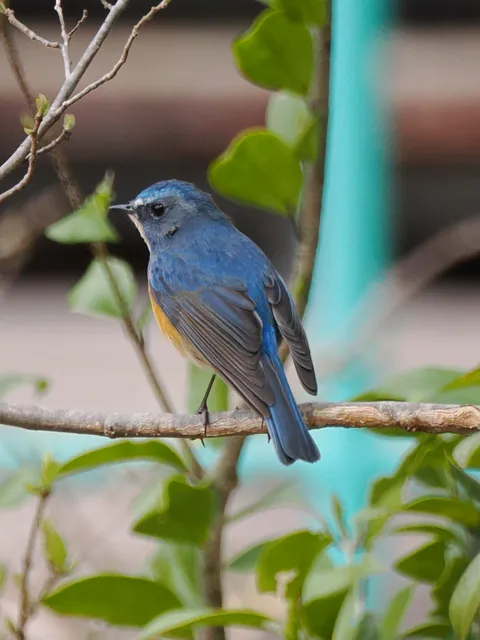 Species Image