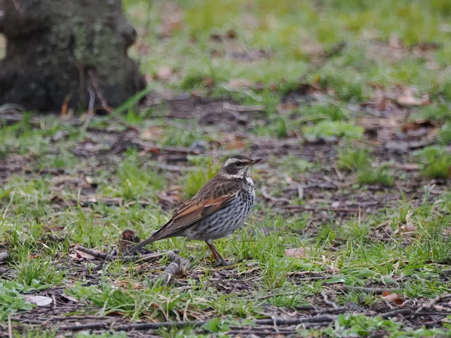 Species Image