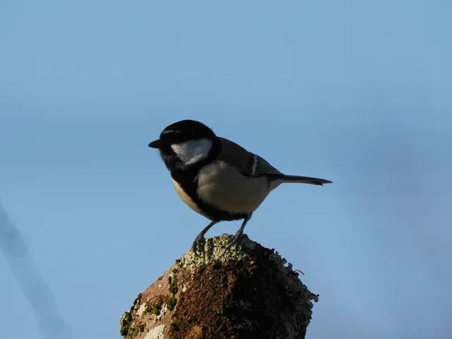 Species Image