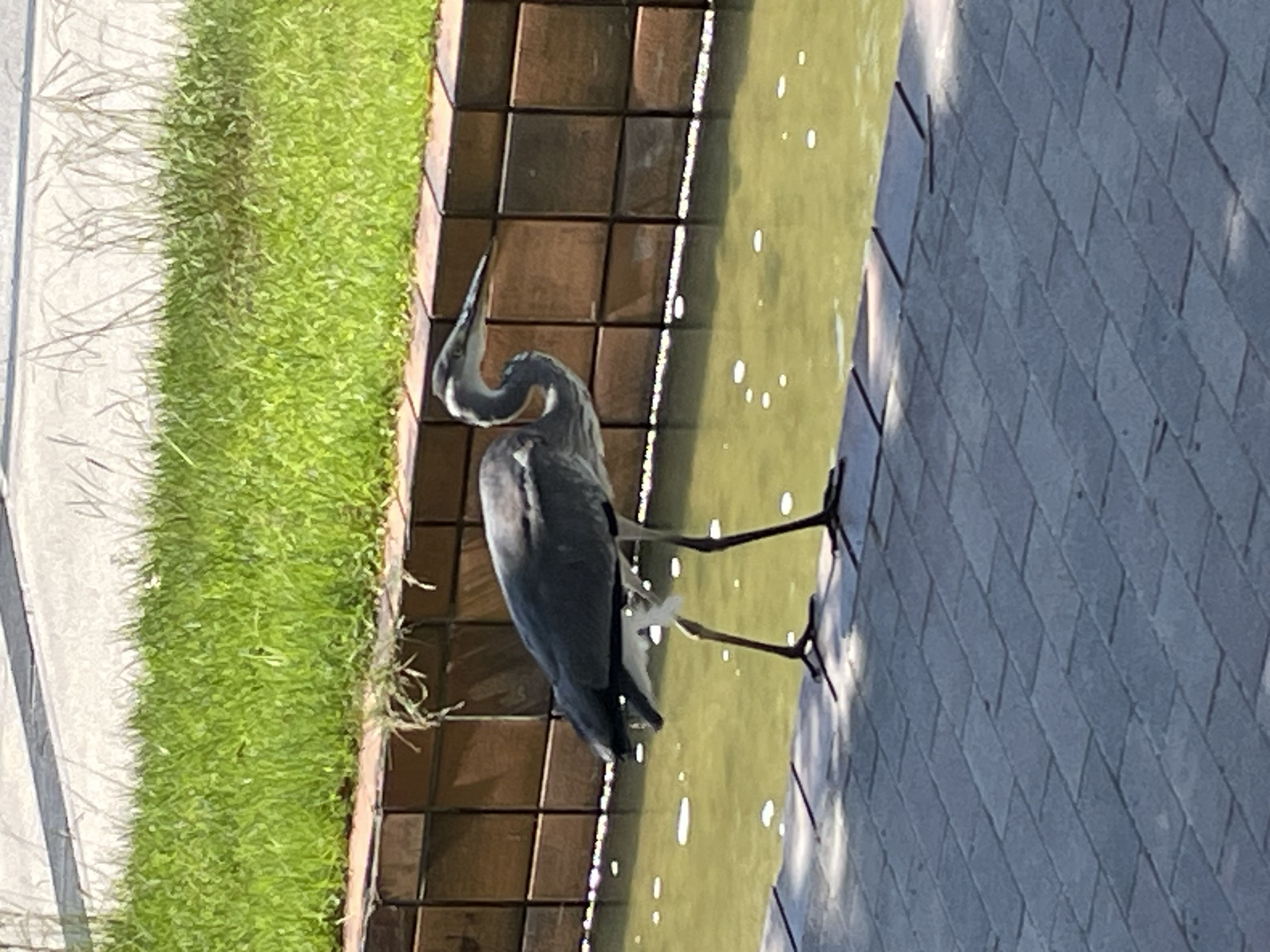 Photo Image