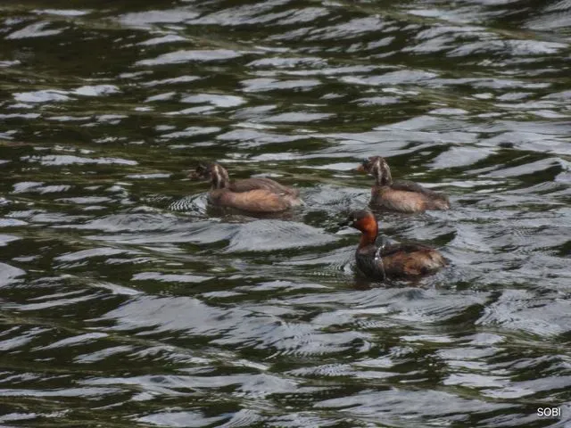 Species Image
