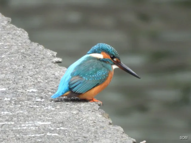 野鳥の写真