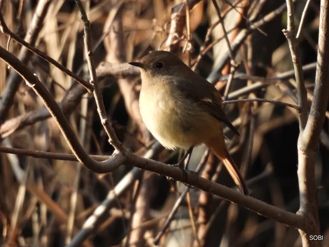 Species Image