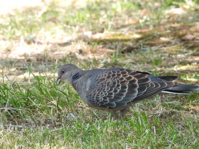 Species Image