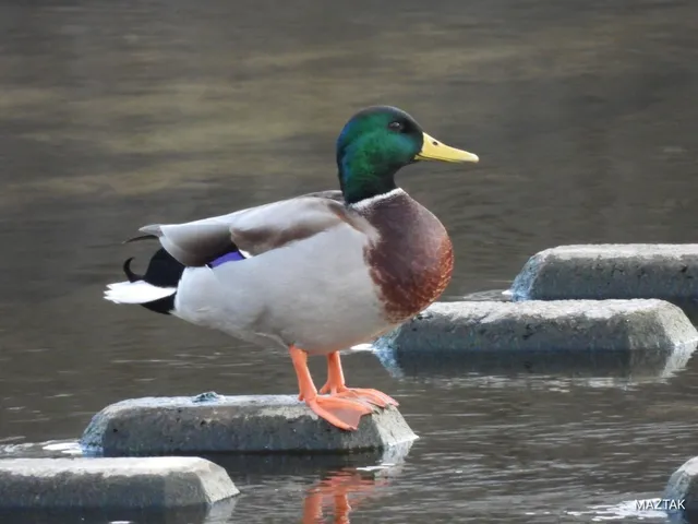 マガモ