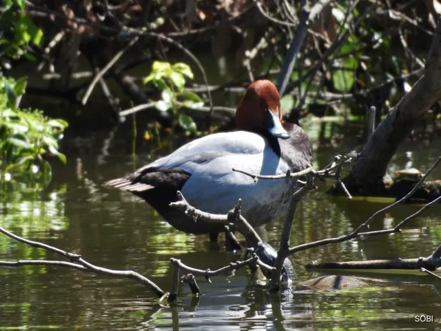 Species Image