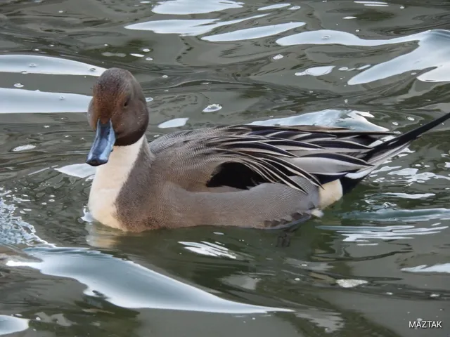 Species Image