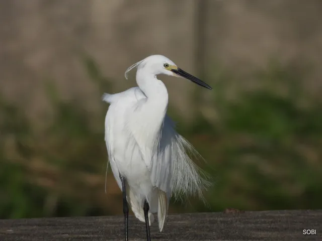 コサギ