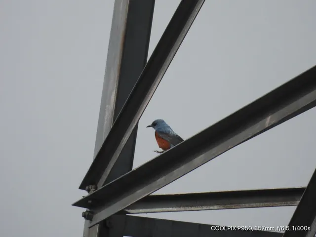 Photo Image