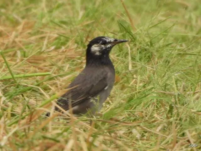 Species Image