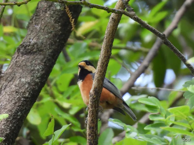 Species Image