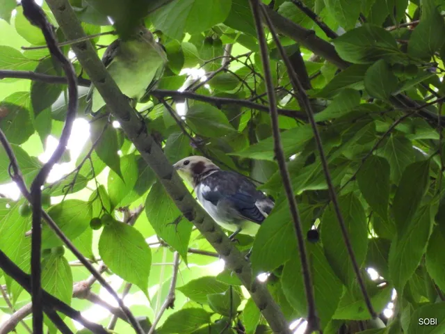 Species Image