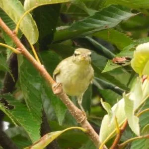 Species Image