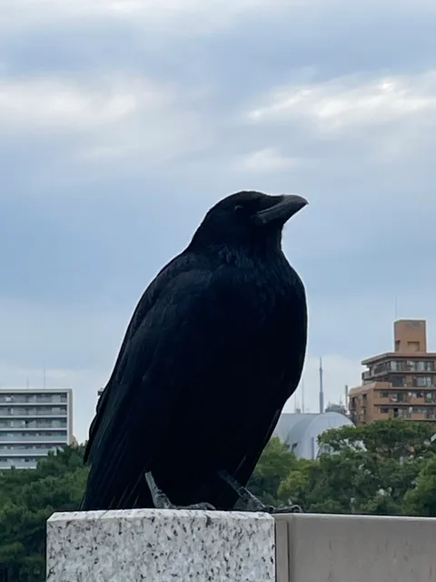 Species Image