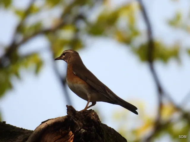 Species Image