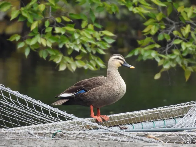 Species Image