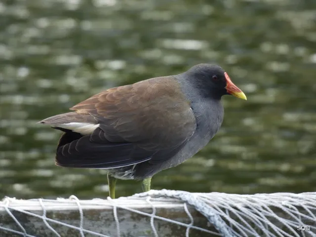 Species Image