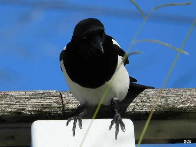 野鳥の写真