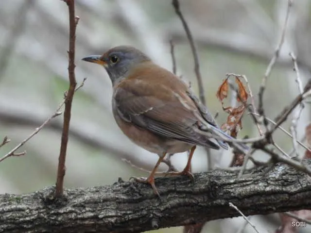 Species Image