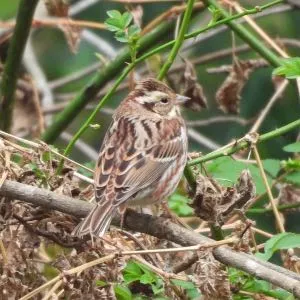 Species Image