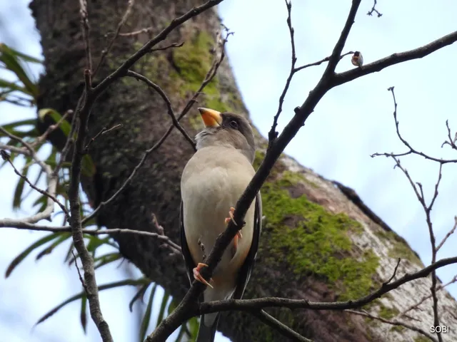 Species Image