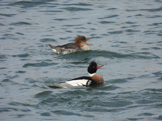 Species Image
