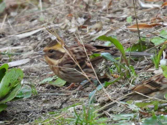 Species Image