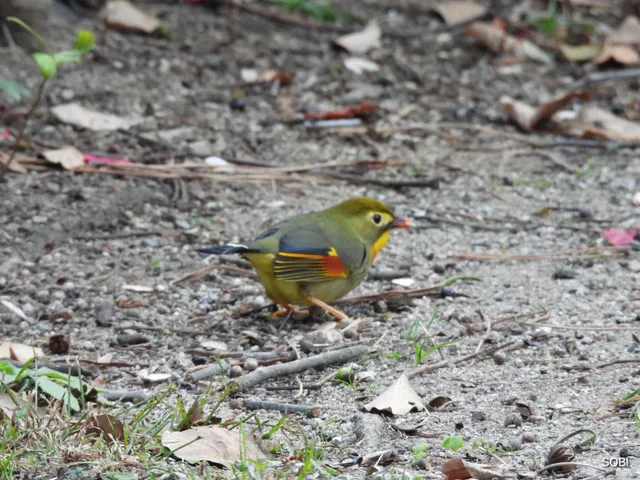 Species Image